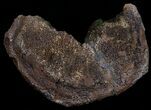 Unidentified Dinosaur Bone - Hell Creek Formation #10755-2